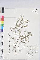 藏品(小返魂)的圖片