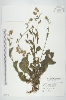 藏品(裂葉艾納香)的圖片