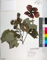 藏品(黃槿)的圖片