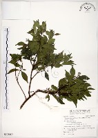 藏品(十子木、加入舅)的圖片