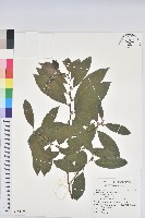 藏品(刺杜密)的圖片