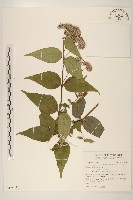 藏品(島田氏澤蘭)的圖片