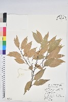 藏品(白校欑)的圖片