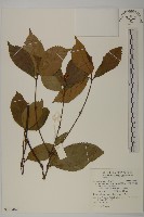 藏品(草珊瑚、紅果金粟蘭)的圖片