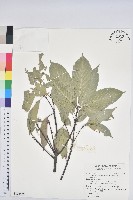 藏品(青剛櫟、鐵椆)的圖片