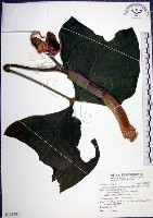 藏品(申跋、油跋、小天南星)的圖片