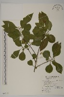 藏品(厚葉衛矛, 源一木)的圖片