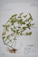 藏品(爵床)的圖片