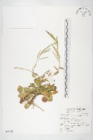 藏品(基隆筷子芥)的圖片