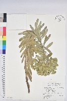 藏品(岩大戟)的圖片