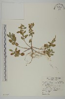 藏品(變葉藜)的圖片