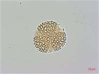 藏品(日本女貞)的圖片