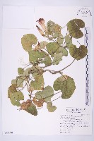 藏品(銳葉牽牛)的圖片