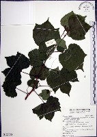 藏品(漢氏山葡萄)的圖片