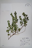 藏品(臺灣糯米條)的圖片