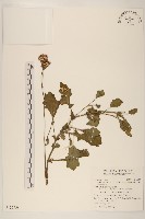 藏品(白鳳菜)的圖片