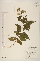 藏品(基隆澤蘭)的圖片