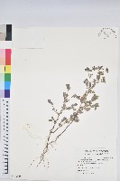 藏品(假紫斑大戟)的圖片