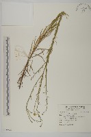 藏品(掃帚菊)的圖片