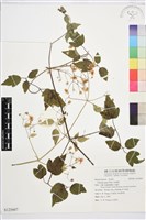 藏品(串鼻龍)的圖片