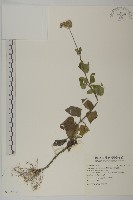 藏品(紫花霍香薊)的圖片