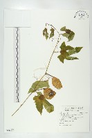 藏品(木鱉子)的圖片