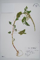 藏品(青莧)的圖片