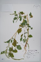 藏品(青莧)的圖片