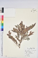 藏品(細葉饅頭果)的圖片