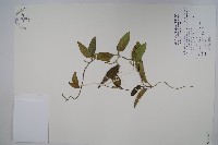 藏品(臺灣牛皮消、臺灣白薇)的圖片