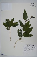 藏品(絨毛芙蓉蘭)的圖片