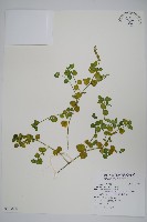 藏品(爵床)的圖片