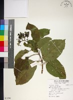 藏品(臭娘子)的圖片