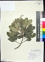 藏品(紅柴)的圖片