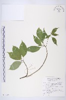 藏品(臺灣青莢葉)的圖片