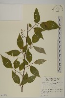 藏品(佩羅特木)的圖片