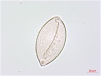 藏品(七葉一枝花)的圖片