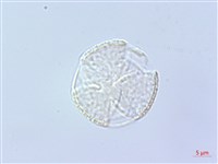 藏品(毛地黃)的圖片