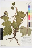 藏品(小白頭翁、野棉花)的圖片