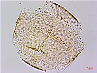 藏品(臺灣黃菫)的圖片