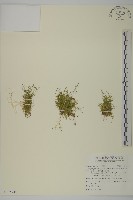 藏品(瓜槌草、漆姑草)的圖片