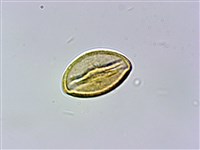 藏品(刺莓)的圖片