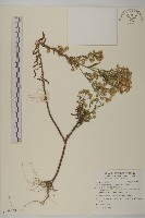 藏品(野茼蒿)的圖片