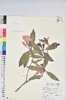 藏品(西施花)的圖片