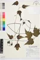 藏品(串鼻龍)的圖片