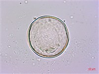 藏品(密毛魔芋)的圖片