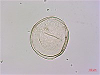 藏品(台灣魔芋、亨利氏蒟蒻)的圖片