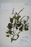 藏品(狗尾草)的圖片