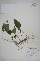 藏品(上花細辛)的圖片