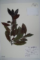 藏品(松田氏冬青)的圖片